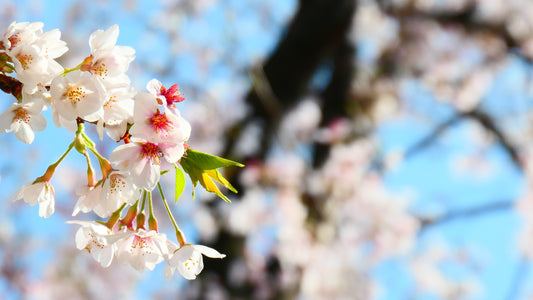 Ohanami: What Is It?  (Cherry Blossom Picnics)