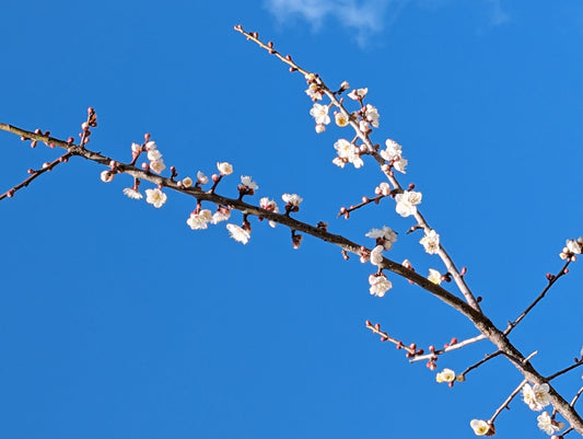 Plum Trees; a Treasure to the Japanese